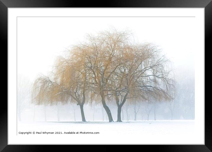 Weeping willows in the snow Framed Mounted Print by Paul Whyman