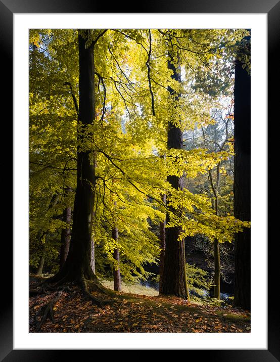 Autumn leaves Framed Mounted Print by Paul Whyman
