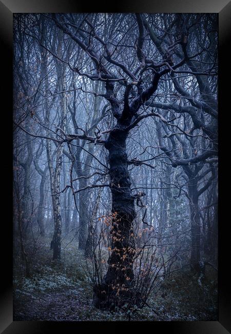 Mystical tree Framed Print by Paul Whyman