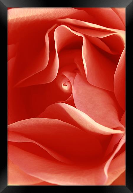 red rose  Framed Print by james wood