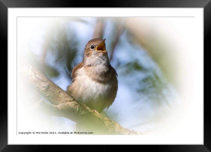 Singing Nightingale Framed Mounted Print by Moi Hicks
