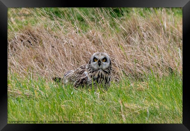 Short eared Owl in Meadow Framed Print by Moi Hicks