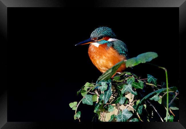 Kingfisher on Ivy  Framed Print by Moi Hicks