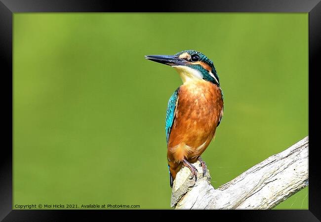 Kingfisher on branch Framed Print by Moi Hicks