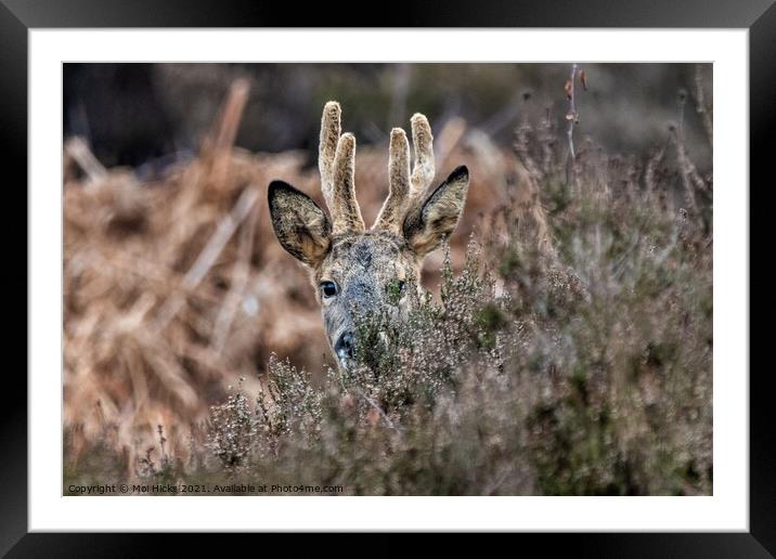 Roe Buck  Framed Mounted Print by Moi Hicks