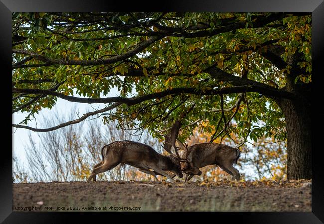 Rutting Fallow Deer Bucks Framed Print by Moi Hicks
