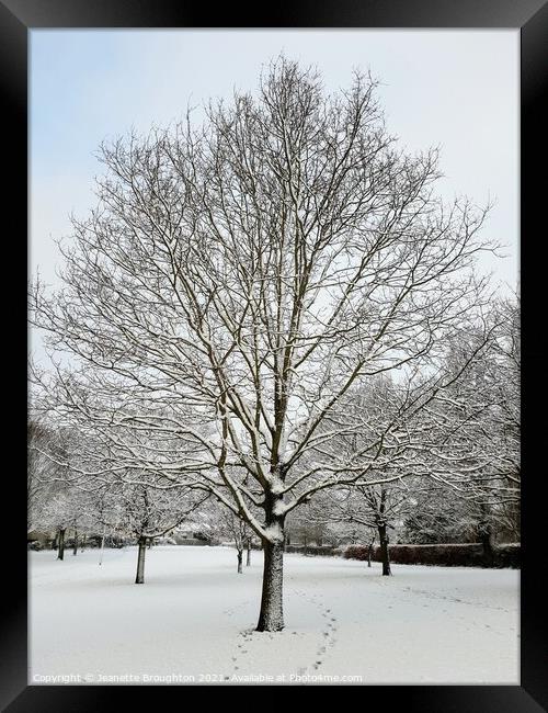 Snow Covered Tree Framed Print by Jeanette Broughton