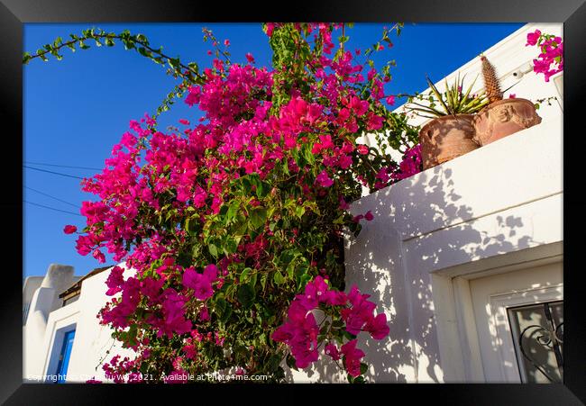 Colorful Bougainvillea flowers with white traditional buildings in Oia, Santorini, Greece Framed Print by Chun Ju Wu