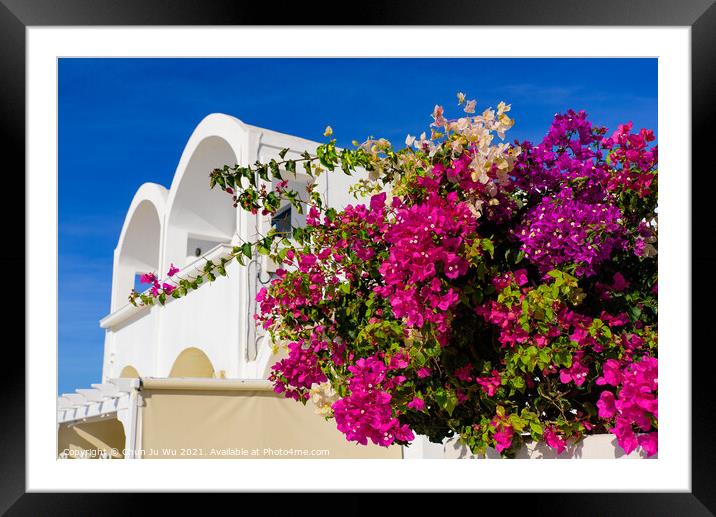 Colorful Bougainvillea flowers with white traditional buildings in Oia, Santorini, Greece Framed Mounted Print by Chun Ju Wu
