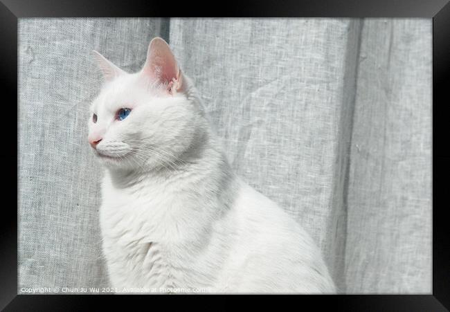 A white cat with blue eyes in front of grey curtain Framed Print by Chun Ju Wu