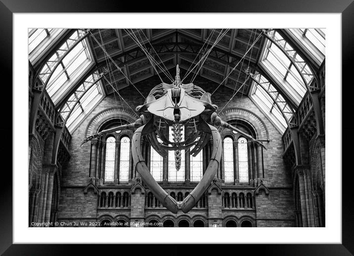 The interior of Natural History Museum with whale skeleton (black & white) Framed Mounted Print by Chun Ju Wu