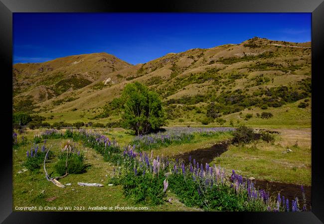 Landscape of South Island with lupine flowers in New Zealand Framed Print by Chun Ju Wu