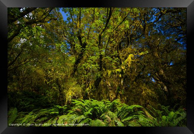 View of woods in South Island, New Zealand Framed Print by Chun Ju Wu