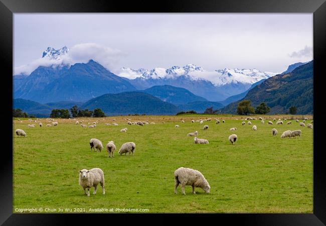 A herd of sheep grazing on a lush green field in New Zealand Framed Print by Chun Ju Wu