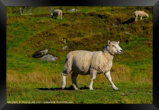 A smiling sheep on grass field in New Zealand Framed Print by Chun Ju Wu