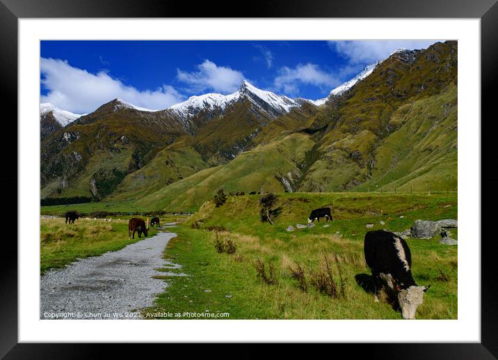Cattle grazing on grass field in Mount Aspiring National Park, South Island, New Zealand Framed Mounted Print by Chun Ju Wu