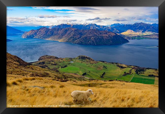 View of Lake Wanaka with a sheep on hill, South Island, New Zealand Framed Print by Chun Ju Wu