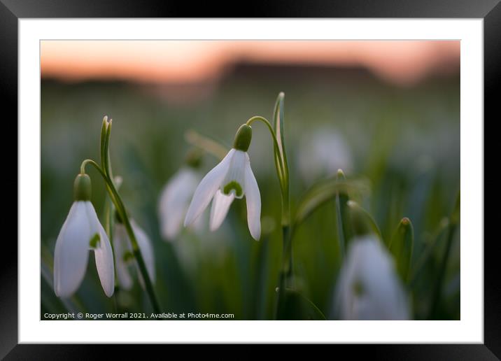 Snowdrops Framed Mounted Print by Roger Worrall