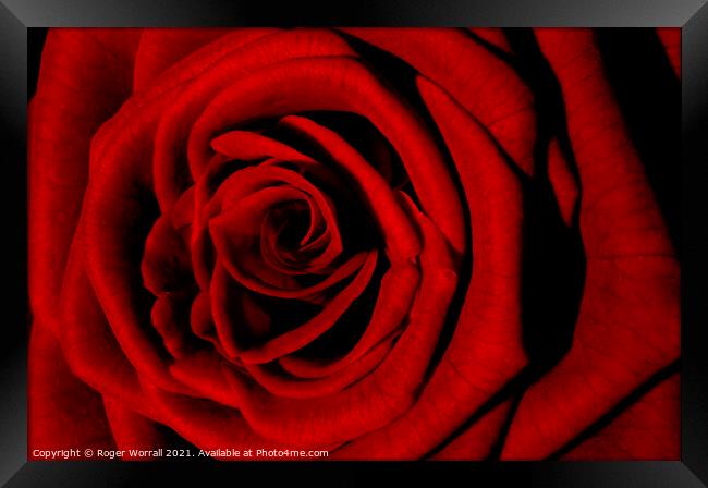 Red Rose Framed Print by Roger Worrall