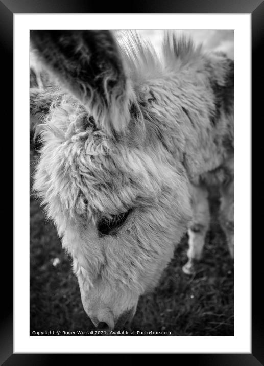 Donkey head shot Framed Mounted Print by Roger Worrall