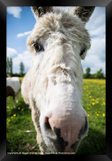 A close up of a Donkey looking at the camera Framed Print by Roger Worrall