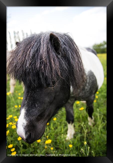 Shetland pony  Framed Print by Roger Worrall