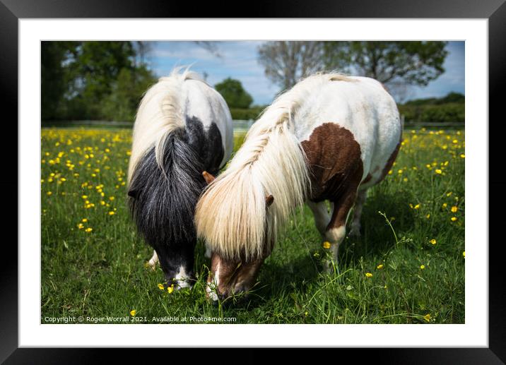 A Pair of Shetland Ponies Framed Mounted Print by Roger Worrall