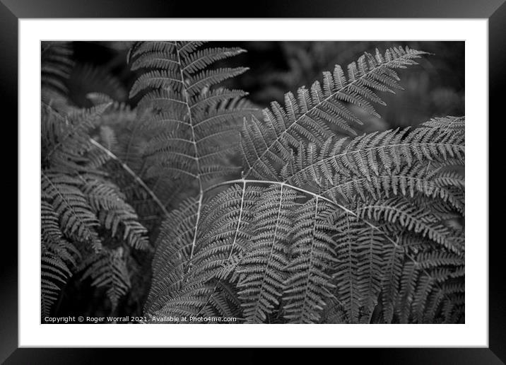 Fern Framed Mounted Print by Roger Worrall