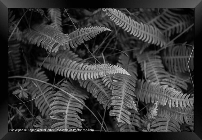 Ferns Framed Print by Roger Worrall