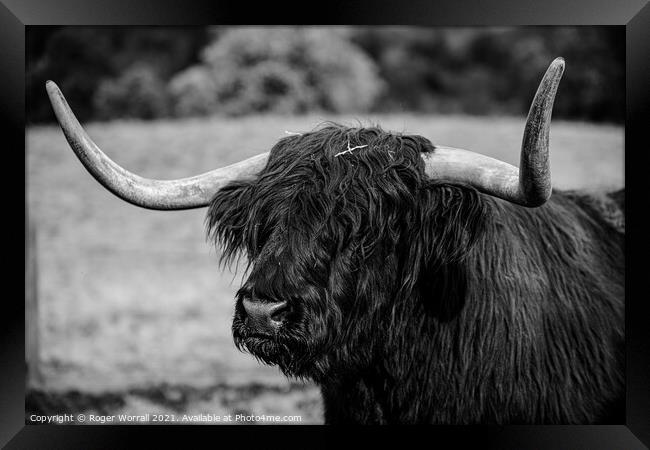 Highland cattle Framed Print by Roger Worrall