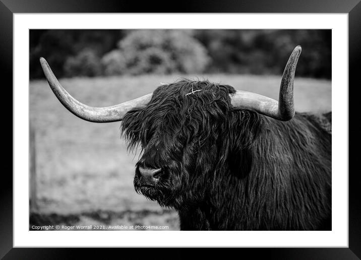 Highland cattle Framed Mounted Print by Roger Worrall