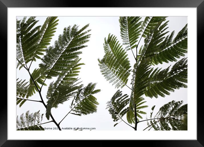 Leaves at Felbrigg 2 Framed Mounted Print by Jane Osborne