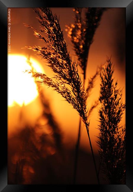 Sunset & Reeds Framed Print by Jane Osborne