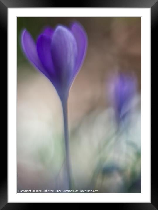 Crocus in soft focus Framed Mounted Print by Jane Osborne