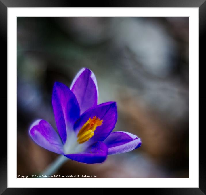 Crocus Framed Mounted Print by Jane Osborne