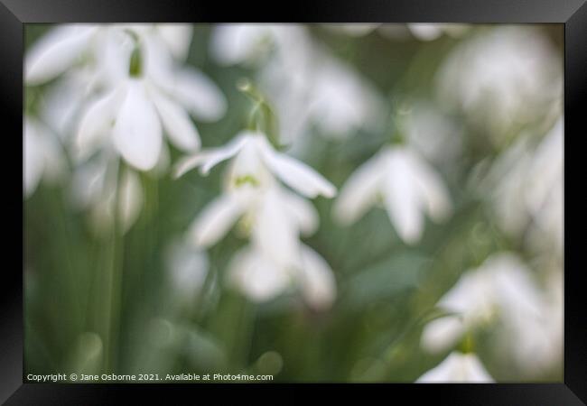 Snowdrops in a blur Framed Print by Jane Osborne