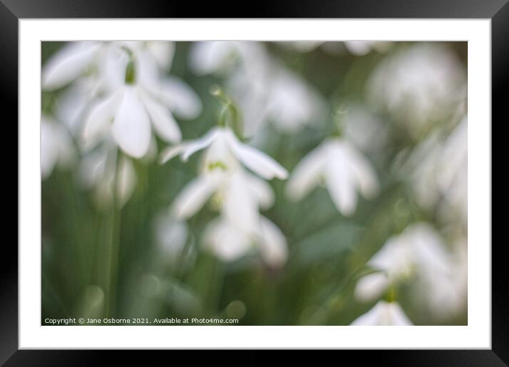 Snowdrops in a blur Framed Mounted Print by Jane Osborne