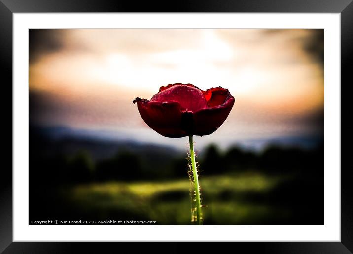 Lone Poppy Framed Mounted Print by Nic Croad