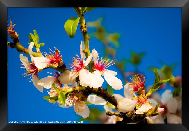 Almond Blossom Framed Print by Nic Croad