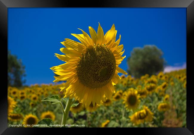 Sunflower Framed Print by Nic Croad