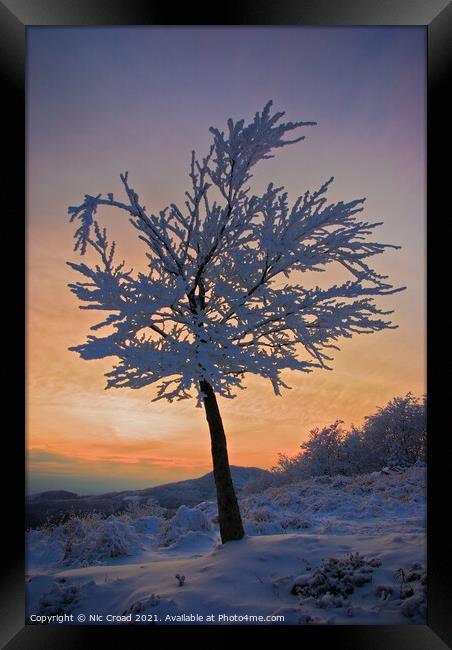 A tree in the snow at sunset Framed Print by Nic Croad