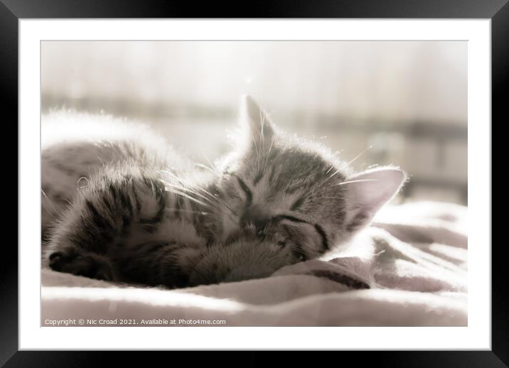 Cute Kitten Framed Mounted Print by Nic Croad