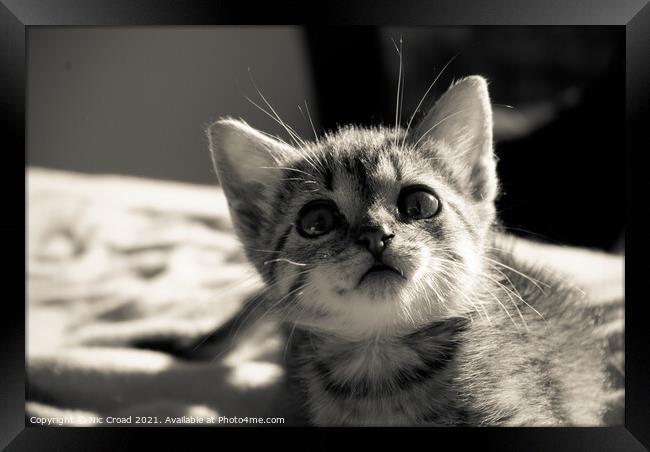 Cute Kitten Framed Print by Nic Croad