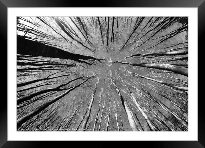 Trees from a different perspective Framed Mounted Print by Nic Croad