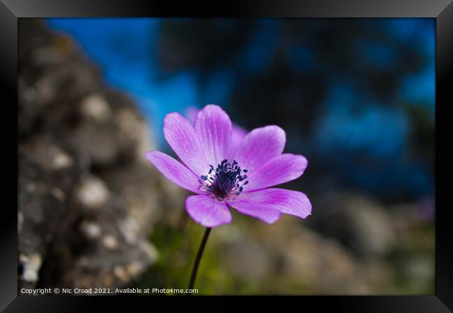 Wild Purple Anemone Framed Print by Nic Croad