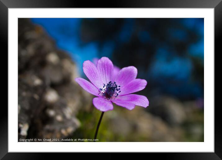 Wild Purple Anemone Framed Mounted Print by Nic Croad