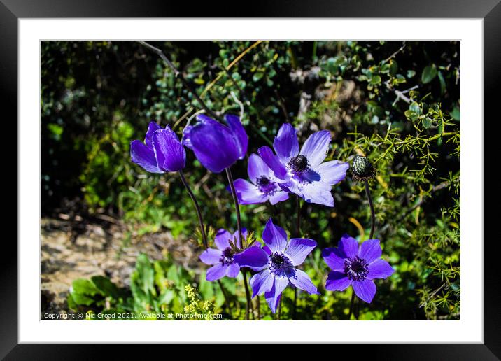 Wild Purple Anemones Framed Mounted Print by Nic Croad