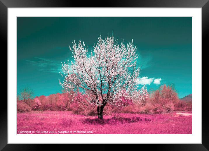Wild Almond tree in full blossom Framed Mounted Print by Nic Croad