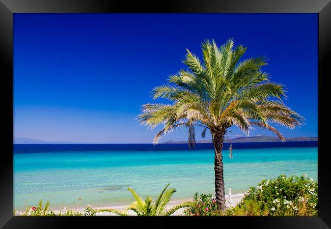 Palm Tree on a white sand beach Framed Print by Nic Croad