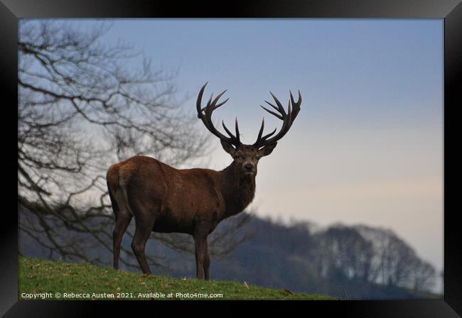 A Stag standing proud in his natural habitat  Framed Print by Rebecca Austen